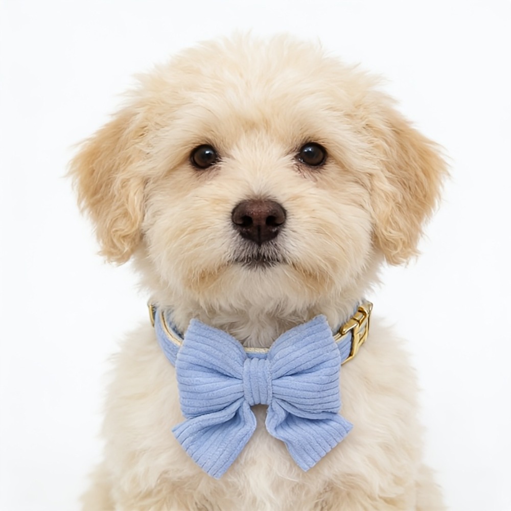 Personalized Pet Collar with C – Phone Accessories And Names recenzja i cena